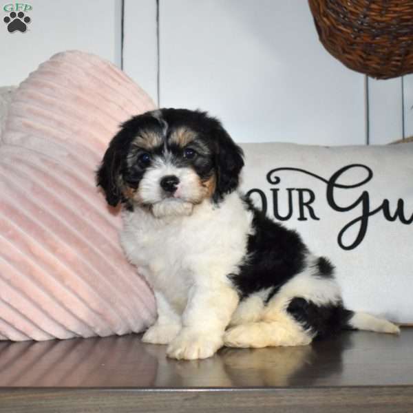 Charlotte, Cavachon Puppy