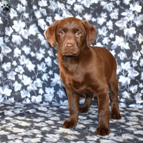 Charlotte, Chocolate Labrador Retriever Puppy