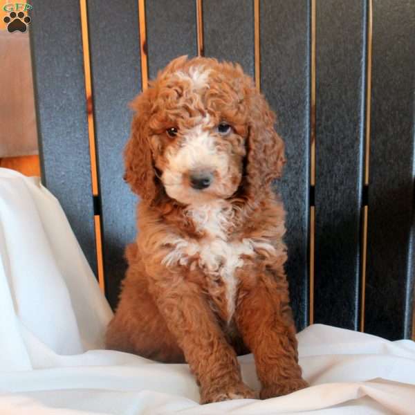 Charlotte, Goldendoodle Puppy