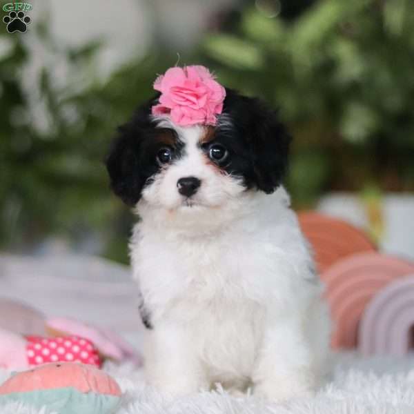 Charlotte, Cavapoo Puppy