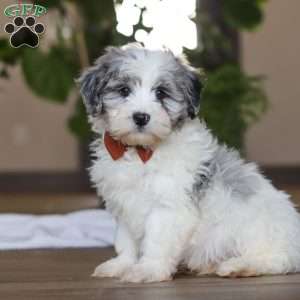 Chase, Havapoo Puppy