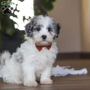 Chase, Havapoo Puppy