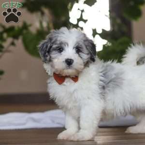 Chase, Havapoo Puppy