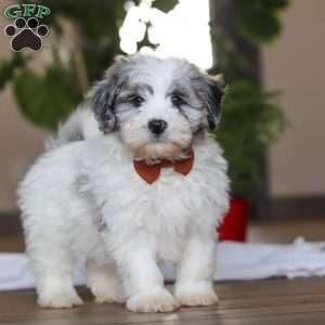 Chase, Havapoo Puppy