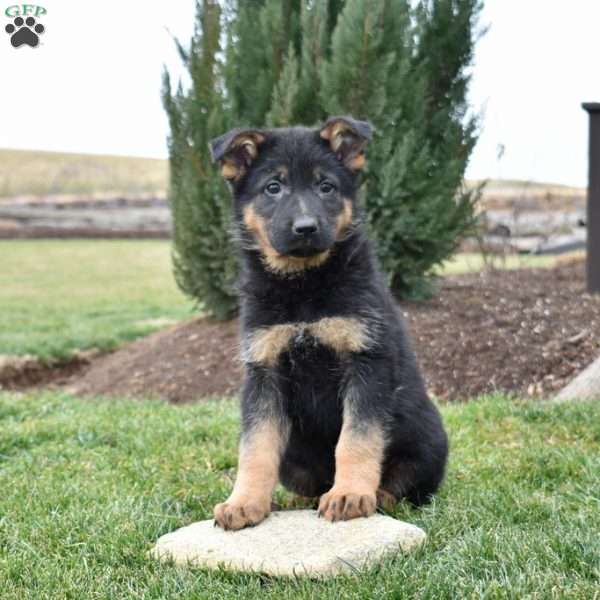 Chase, German Shepherd Puppy