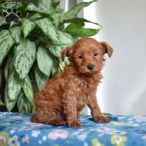 Chase, Mini Goldendoodle Puppy