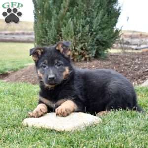 Chase, German Shepherd Puppy