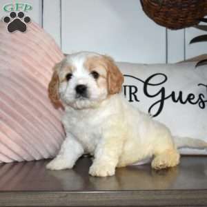 Chase, Cavachon Puppy