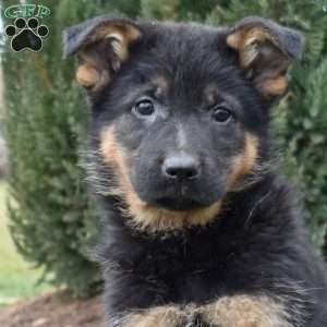 Chase, German Shepherd Puppy