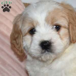 Chase, Cavachon Puppy