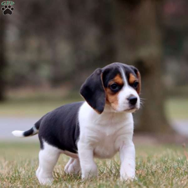 Chase, Beagle Puppy