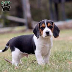 Chase, Beagle Puppy