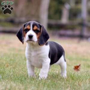 Chase, Beagle Puppy