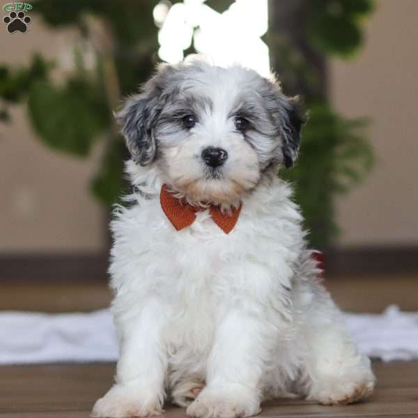 Chase, Havapoo Puppy