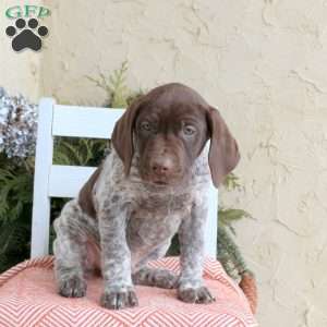 Chaser, German Shorthaired Pointer Puppy