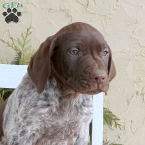 Chaser, German Shorthaired Pointer Puppy