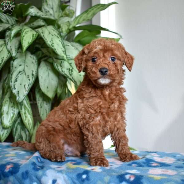 Cheddar, Mini Goldendoodle Puppy
