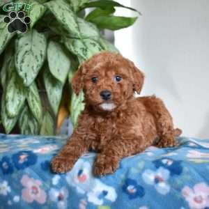 Cheddar, Mini Goldendoodle Puppy
