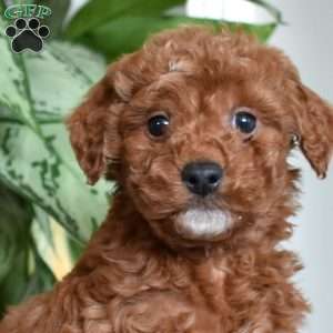 Cheddar, Mini Goldendoodle Puppy