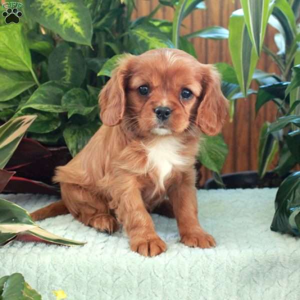 Chelsea, Cavalier King Charles Spaniel Puppy