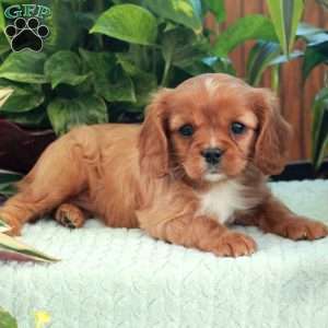 Chelsea, Cavalier King Charles Spaniel Puppy