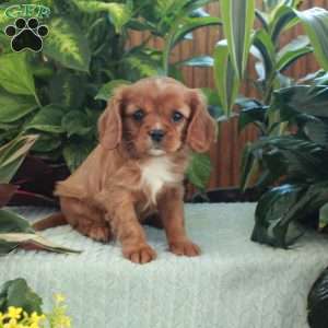 Chelsea, Cavalier King Charles Spaniel Puppy