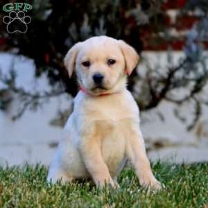 Chelsey, Fox Red Labrador Retriever Puppy