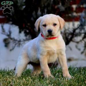 Chelsey, Fox Red Labrador Retriever Puppy