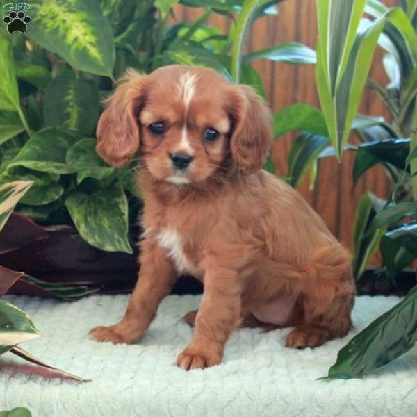 Cherry, Cavalier King Charles Spaniel Puppy