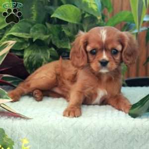 Cherry, Cavalier King Charles Spaniel Puppy