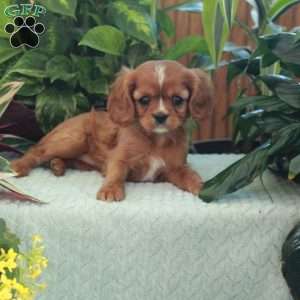 Cherry, Cavalier King Charles Spaniel Puppy