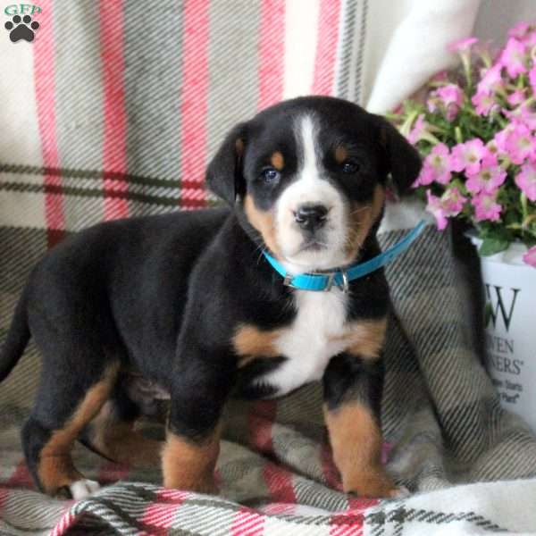Chester, Greater Swiss Mountain Dog Puppy