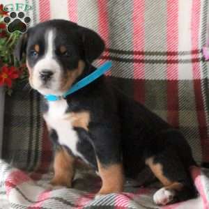 Chester, Greater Swiss Mountain Dog Puppy