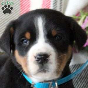 Chester, Greater Swiss Mountain Dog Puppy