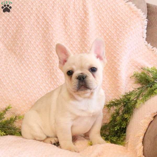 Chewie, French Bulldog Puppy