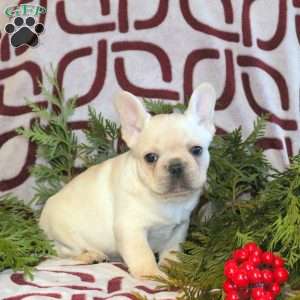 Chewie, French Bulldog Puppy