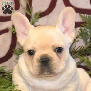 Chewie, French Bulldog Puppy