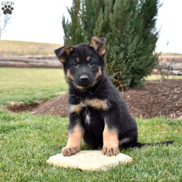 Chief, German Shepherd Puppy