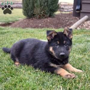 Chief, German Shepherd Puppy