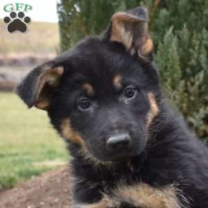 Chief, German Shepherd Puppy