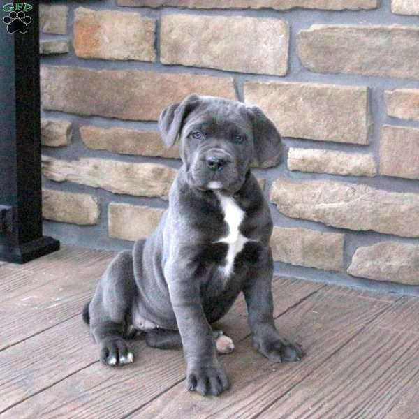 Chili, Cane Corso Puppy