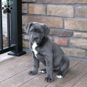 Chili, Cane Corso Puppy