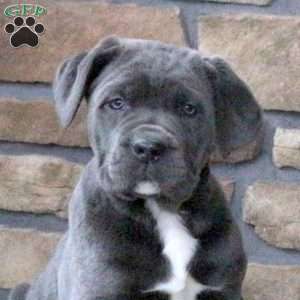 Chili, Cane Corso Puppy
