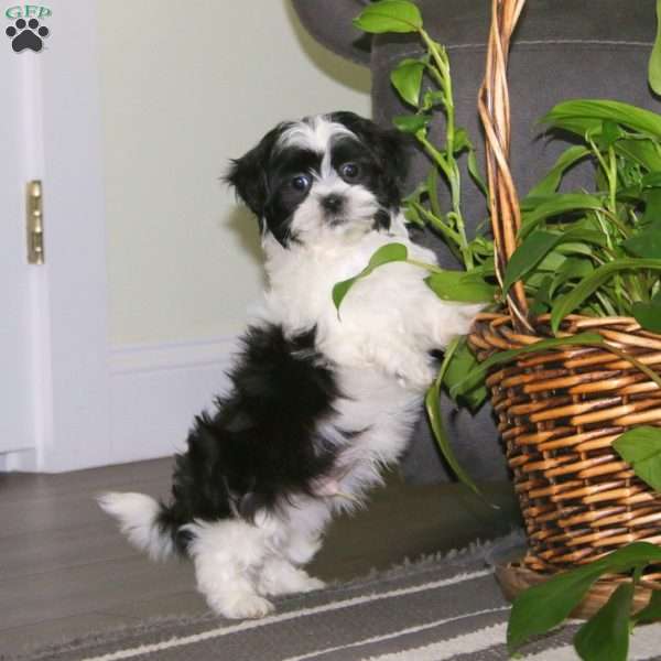 Chip, Teddy Bear Puppy