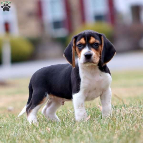 Chip, Beagle Puppy