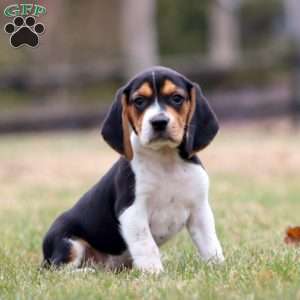 Chip, Beagle Puppy