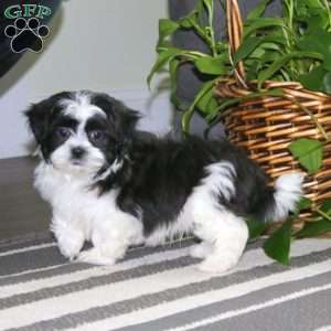 Chip, Teddy Bear Puppy