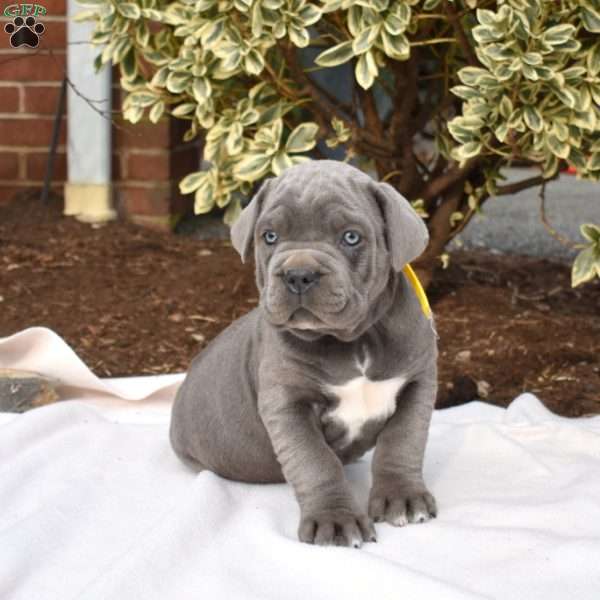 Chipper, Cane Corso Puppy
