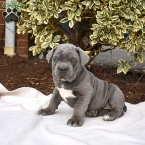 Chipper, Cane Corso Puppy