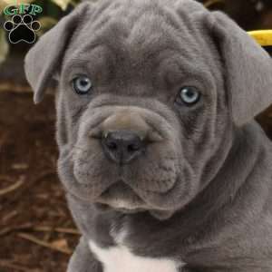 Chipper, Cane Corso Puppy